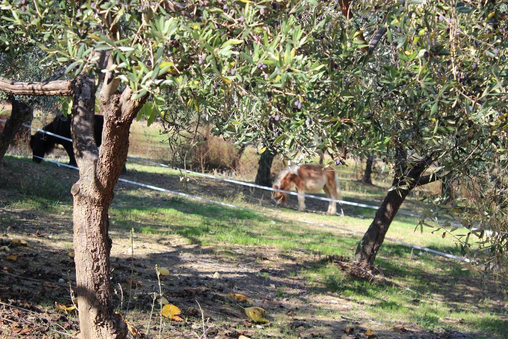 Casale Delle Rose B&B Fattoria Montepagano Exteriér fotografie