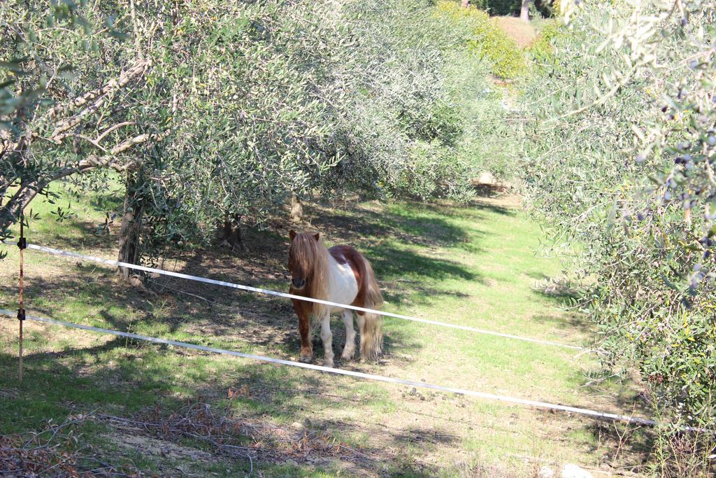 Casale Delle Rose B&B Fattoria Montepagano Exteriér fotografie